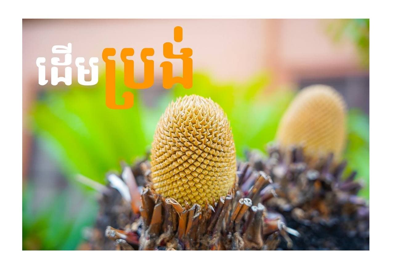 ដើមប្រង់ ( Cycas )