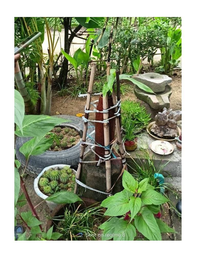 សូមកុំប្រេីគ្រាប់សំណល់ពីសង្គ្រាមដេីម្បីលម្អសួន