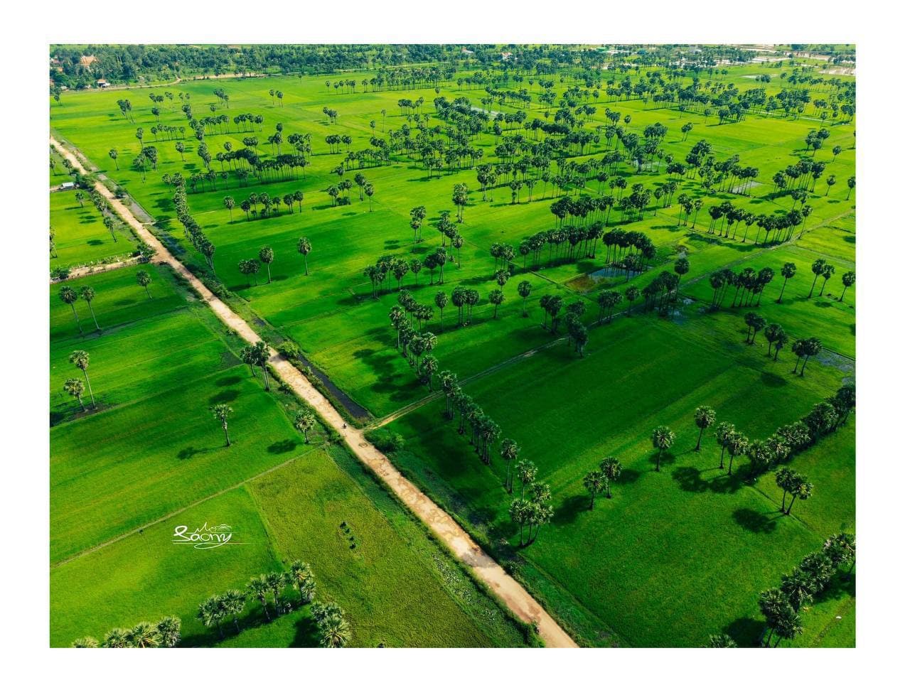 ទេសភាពដើមត្នោតនៅស្រុកពារាំង ខេត្តព្រៃវែង📍