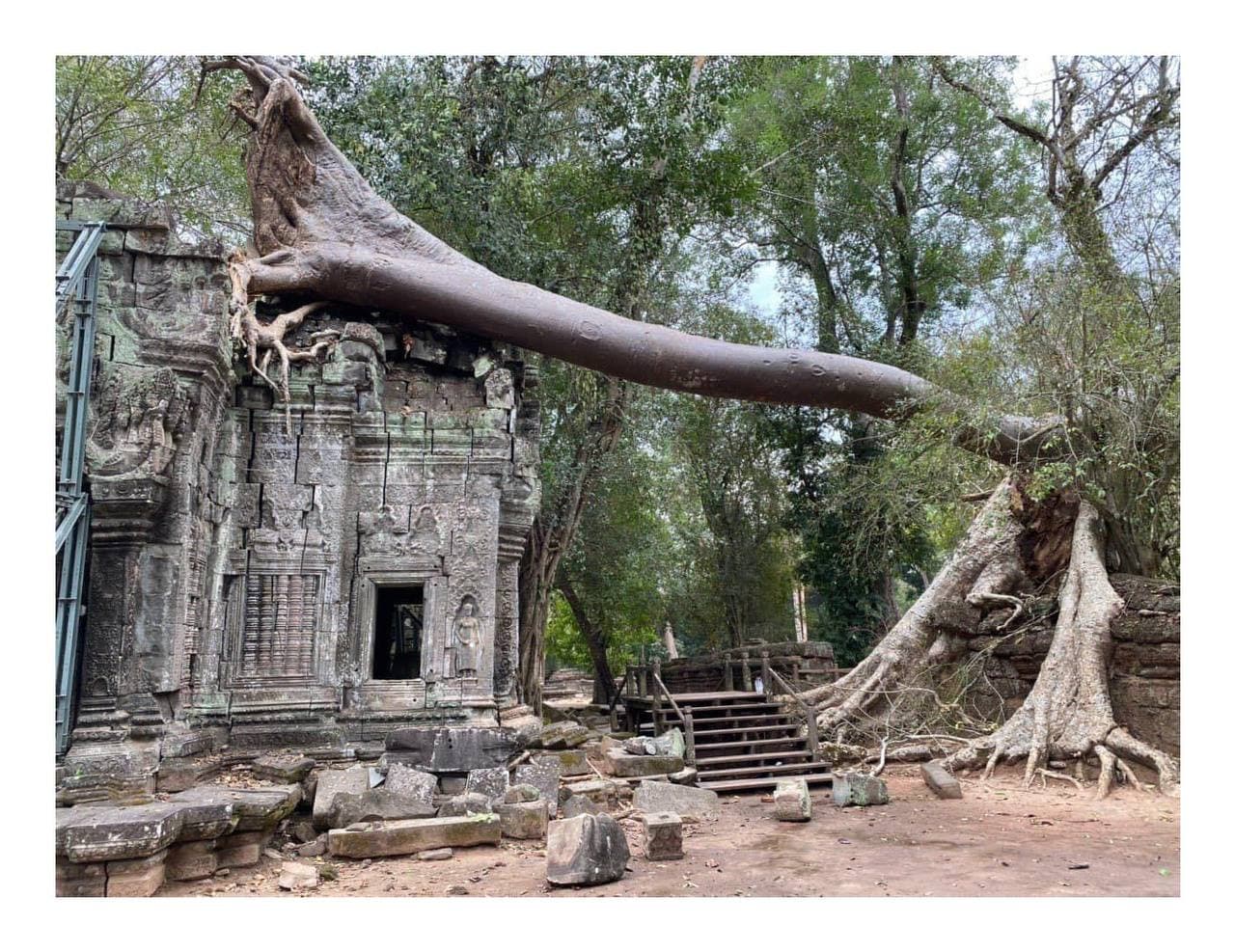 នាយកដ្ឋានគ្រប់គ្រងព្រៃឈើ ទេសភាពវប្បធម៌ និងបរិស្ថាន នៃអាជ្ញាធរជាតិអប្សរា កំពុងធ្វើការងារជាច្រើន ក្នុងបេសកកម្មគ្រប់គ្រងដើមឈើហានិភ័យតាមប្រាសាទ ដោយមិនឱ្យបង្កគ្រោះថ្នាក់ដល់មនុស្ស និងប្រាសាទ
