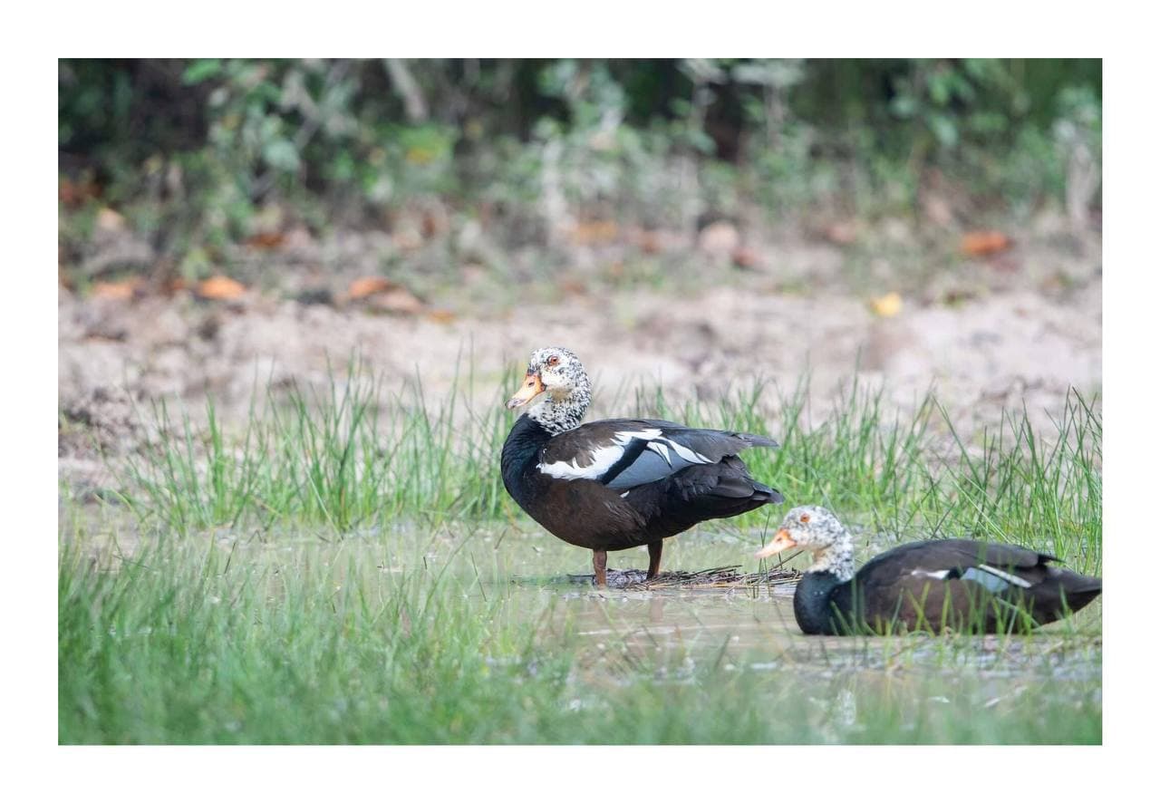 ទាព្រៃស្លាបស ជាបក្សីព្រៃកម្រនៅលើពិភពលោក និងមានចំនួនពីចន្លោះ ២៥០-១០០០ក្បាលនៅក្នុងកម្ពុជា 🇰🇭 ដែលជាប្រទេសមួយក្នុងចំណោម ៩ក្នុងទ្វីបអាស៊ីដែលមានវត្តមានសត្វទានេះ