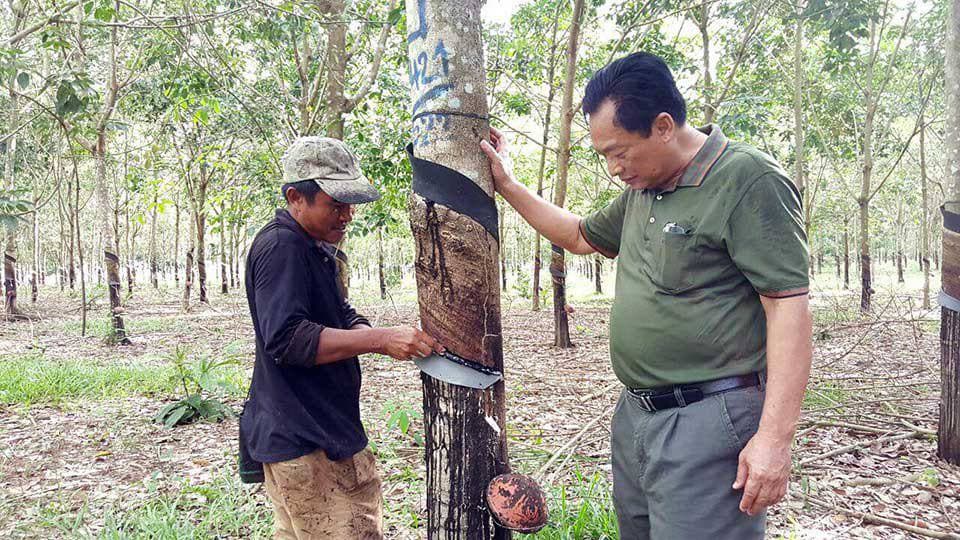 កម្ពុជាទទួលចំណូលជាង៣៨០លានដុល្លារ ពីការនាំចេញជ័រកៅស៊ូ និងឈើកៅស៊ូ នៅរយៈពេល៩ខែឆ្នាំនេះ