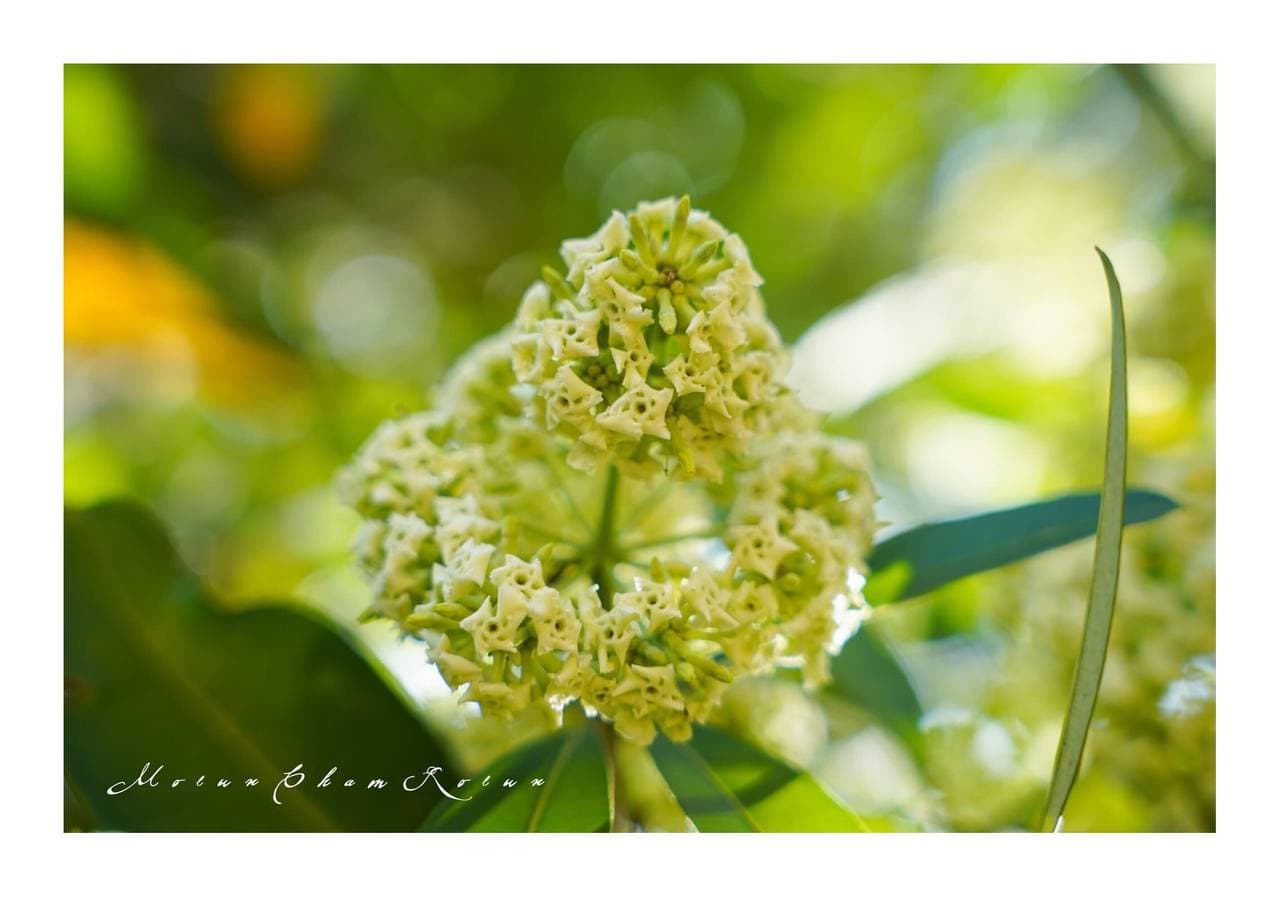 សត្បា ឬហៅថា អំបែងថ្ងៃ ឬខិតប័ណ្ណ ឬព្រះកម្ចាយ ជារុក្ខជាតិឱសថ និងមានក្លិនពិដោរ ធ្វើឱ្យអារម្មណ៍ស្រស់ស្រាយ