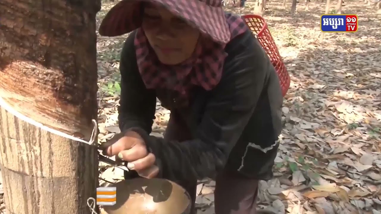 រយៈពេល១០ខែចំណូលពីកៅស៊ូបានជាង៤៤៥លានដុល្លារ (Video Inside)