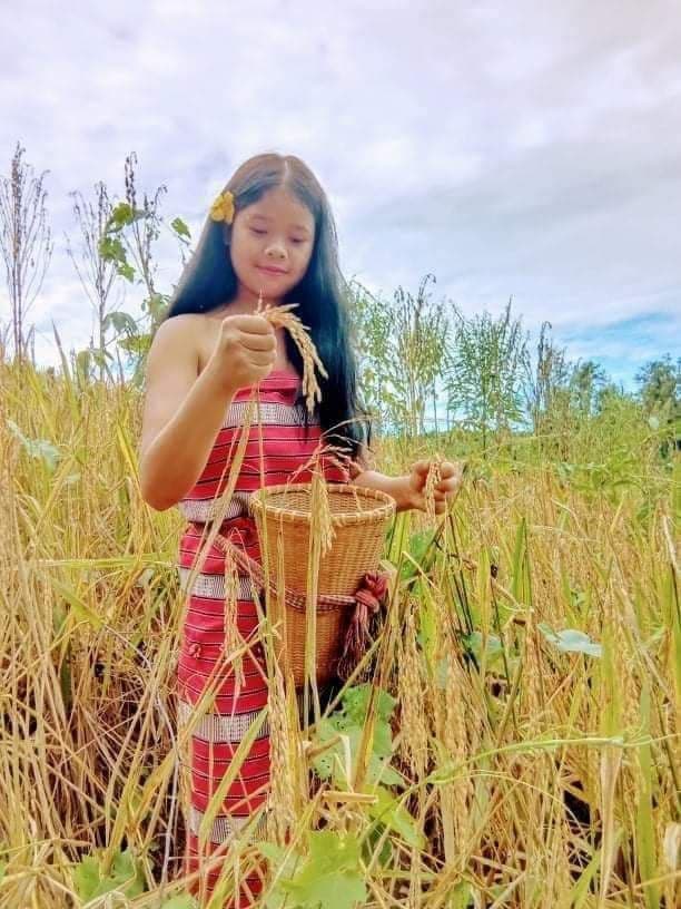 ទំនៀមទម្លាប់ប្រពៃណី ប្រកបរបរកសិកម្មដំណាំស្រូវ និងការប្រមូលផលស្រូវបុកដាំ តាមចម្ការ របស់ជនជាតិដើមភាគតិច នៅក្នុងខេត្តរតនគិរី នៅតែរក្សាបានយ៉ាងល្អប្រសេីរ