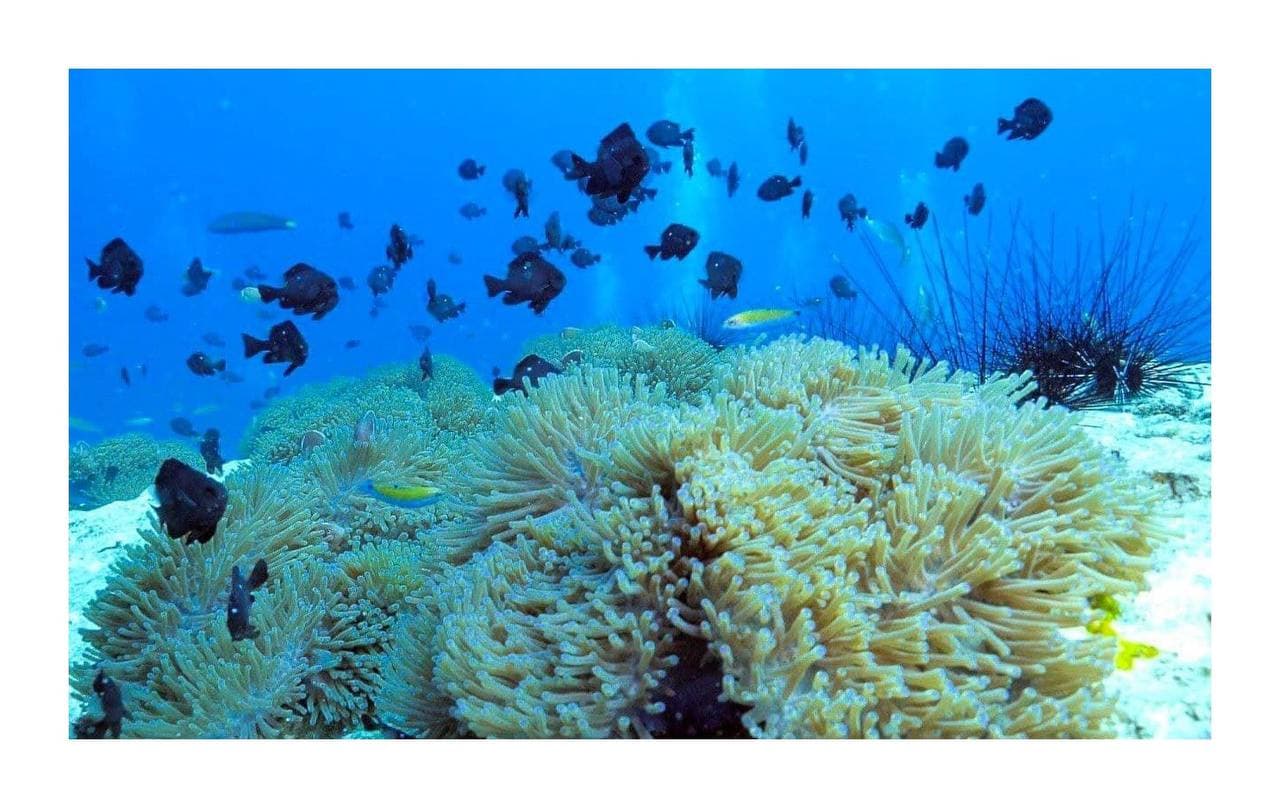 ធនធានសមុទ្រកម្ពុជា 🐟🐠🦀🌊