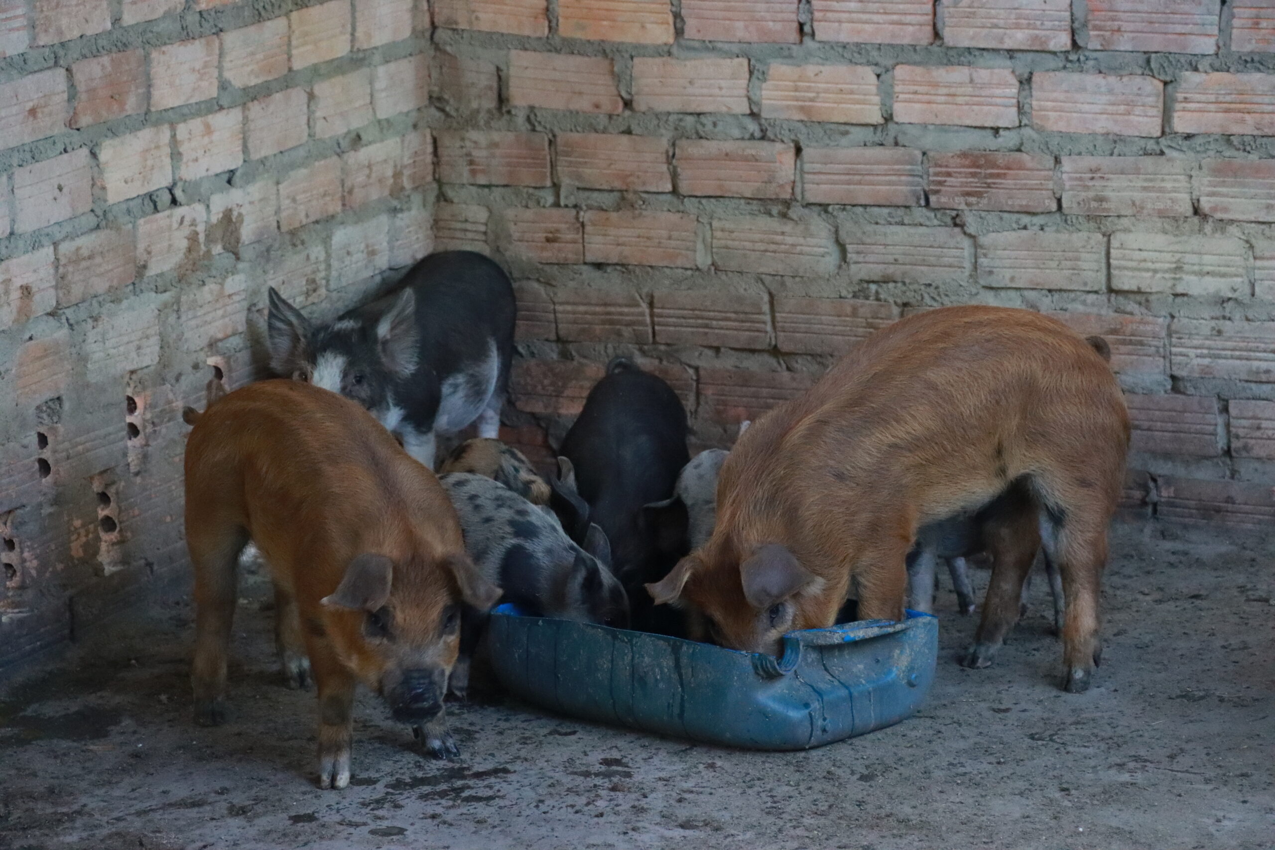 ប្រជាសហគមន៍រស់នៅលើខ្នងភ្នំគូលែនចិញ្ចឹមជ្រូកកណ្តុរលក់ រកចំណូលបានមួយឆ្នាំ៣-៤ពាន់ដុល្លារ