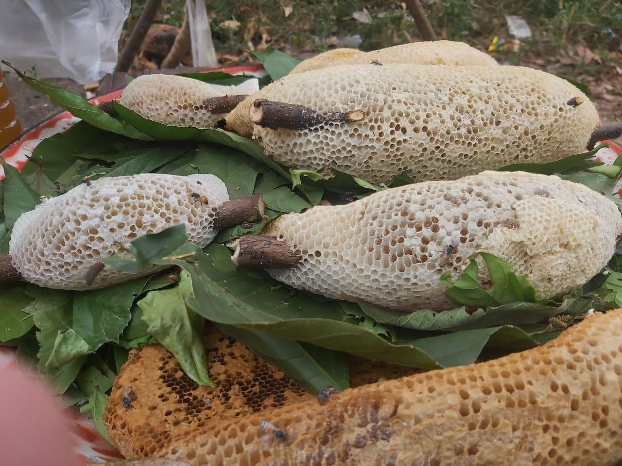 អ្នកភូមិលើខ្នងភ្នំគូលែនរកឃ្មុំព្រៃធម្មជាតិជួយបង្កើនជីវភាពគ្រួសារ