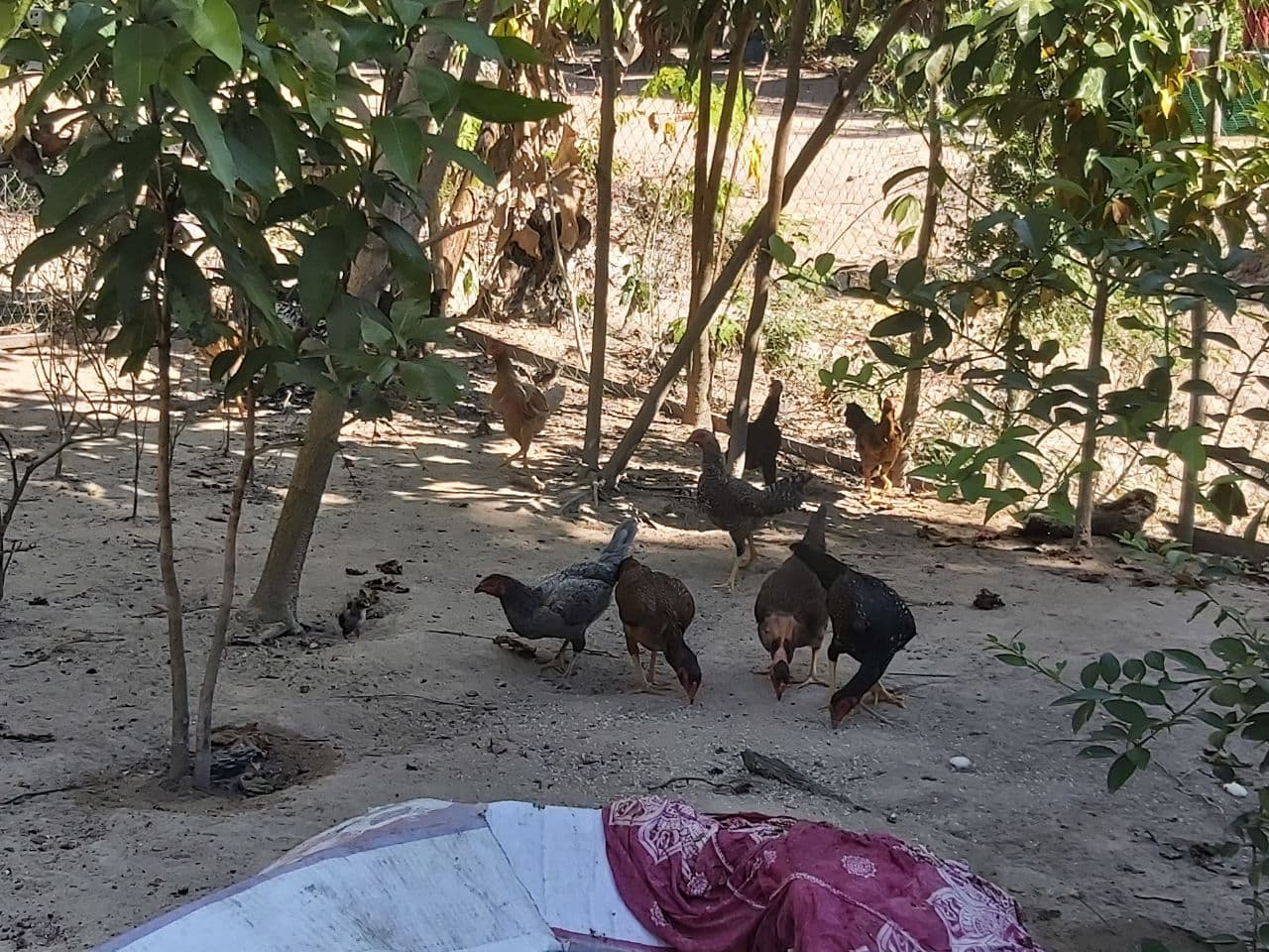 ប្រជាសហគមន៍លើខ្នងភ្នំគូលែនចិញ្ចឹមមាន់ស្រែលក់កាន់តែច្រើនបន្ទាប់ពីមាន់អាំងប្រឡាក់អំបិលម្ទេសកាន់តែមានឈ្មោះបោះសម្លេង
