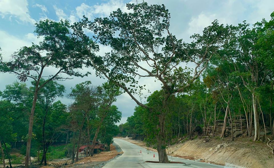 ដើមឈើចាំស្នេហ៍ ឬសិលាចាំស្នេហ៍ គឺតំណាងឱ្យភាពគង់វង្ស បានន័យថា ការពារសន្តិភាពមិនឱ្យបាត់បង់