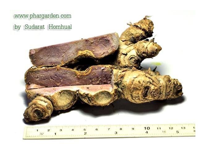 ពន្លៃខ្មៅ ឬ Zingiber ottensii Valeton ច្រើនដុះលូតលាស់នៅតាមបណ្តាប្រទេសមួយចំនួនដូចជា ឥណ្ឌូណេស៊ី ឡាវ ម៉ាឡេស៊ី ភូមា ថៃ កម្ពុជា វៀតណាម