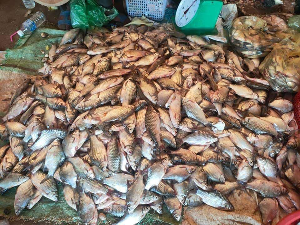 ត្រីប្រហុកចាប់ផ្ដើមត្រូវជាបណ្តើហើយក្នុងរដូវខ្នើតខែមិគសិរនេះ មន្ត្រីជំនាញអំពាវនាវ ដល់បងប្អូនប្រជាពលរដ្ឋមកធ្វើ ប្រហុក ផ្អក