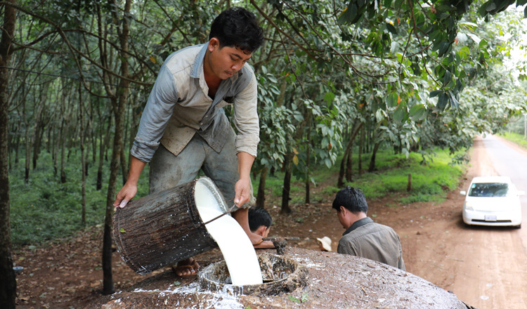 កម្ពុជាទទួលបានចំណូលជាង៦១១លានដុល្លារ ពីការនាំចេញជ័រកៅស៊ូ និងឈើកៅស៊ូ