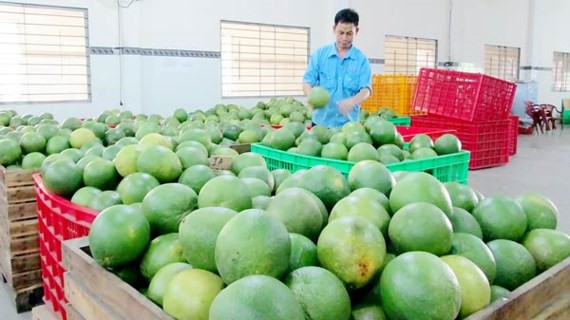 វៀតណាមកំណត់ពេល នាំចេញផ្លែក្រូចថ្លុង ទៅទីផ្សារអាមេរិក