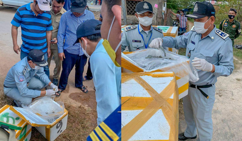 សុខភាពអ្នកហូបទៅជាយ៉ាងណា? រកឃើញបង្គាប្រមាណ៨០គីឡូចាក់ចាហ៊ួយ ទៀតហើយ