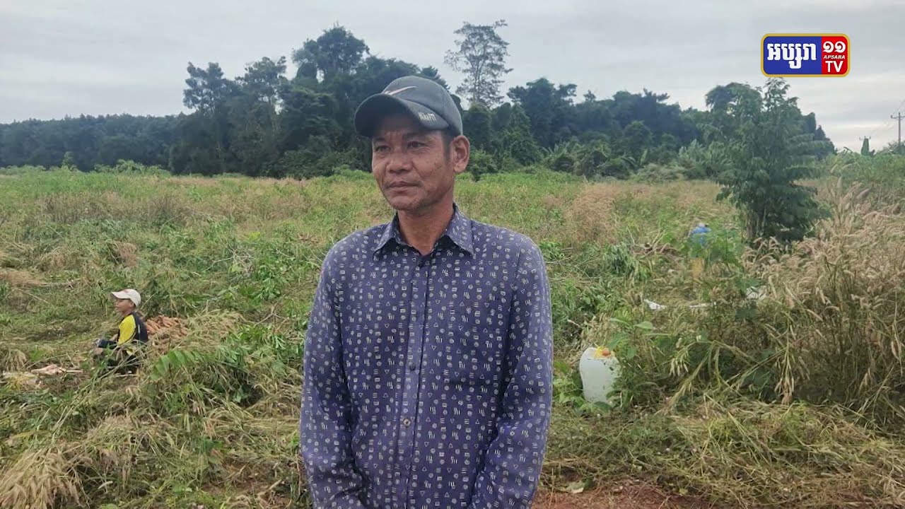 កសិករដាំដំឡូងមី នៅខេត្តរតនគិរី នៅឆ្នំានេះ សប្បាយរីករាយ ដោយសារបានតម្លៃខ្ពស់ ជាងឆ្នាំមុន (Video Inside)