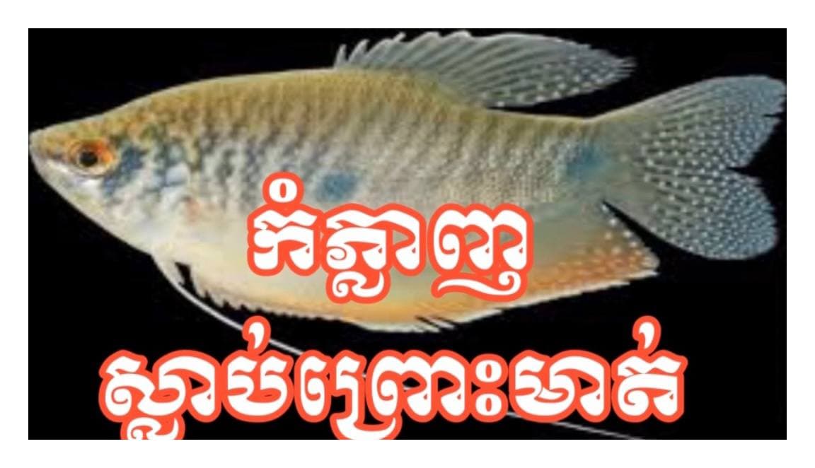 “សម្តីជារបស់អ្នក តែពេលដែលអ្នកខ្ជាក់ អ្នកជាកញ្ជះរបស់សម្តី”