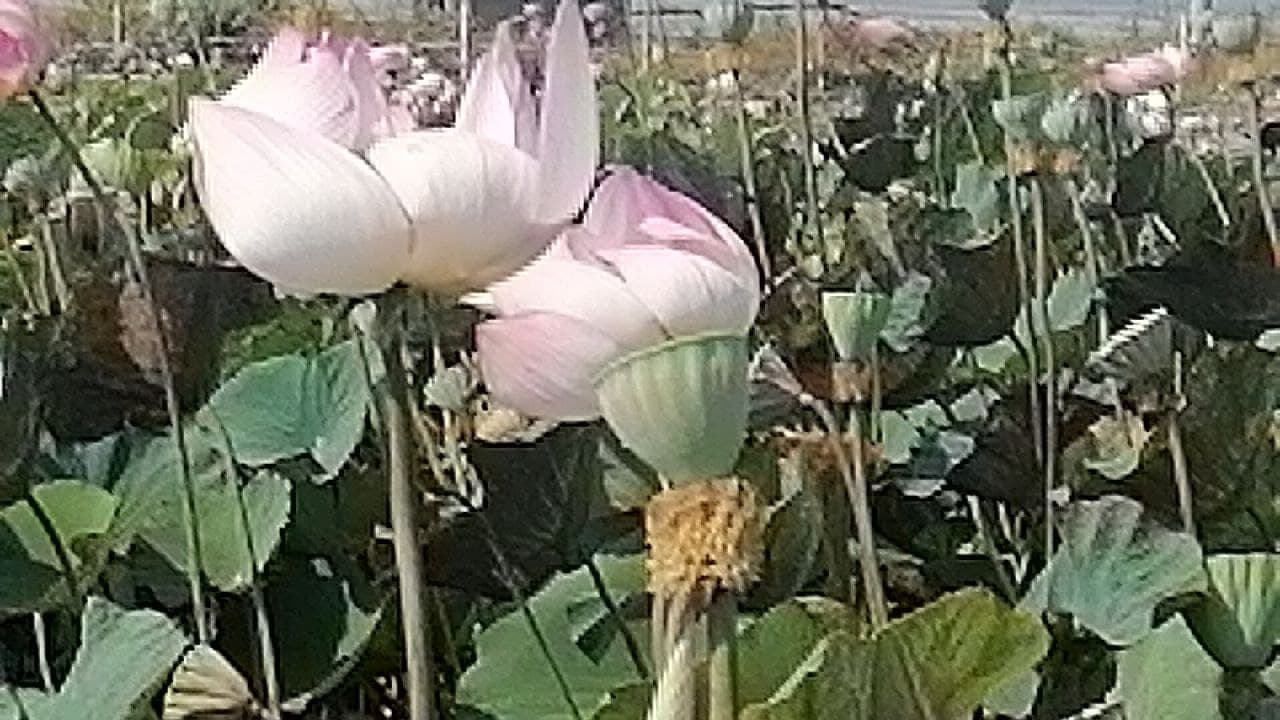បងប្អូនកសិករ ដាំឈូកនៅក្នុងភូមិព្រែករាំង រីករាយសប្បាយចិត្តព្រោះដំណាំឈូករបស់ពួកគាត់លក់បានថ្លៃ