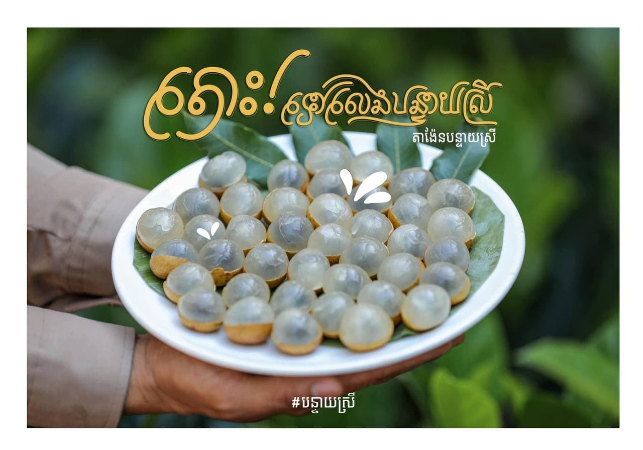 ចម្ការតាង៉ែនជើងភ្នំគូលែន៖ ក្តីសង្ឃឹមថ្មីនៃការងើបឡើងវិញខាងផ្នែកកសិទេសចរណ៍នៅក្នុងស្រុកបន្ទាយស្រី!