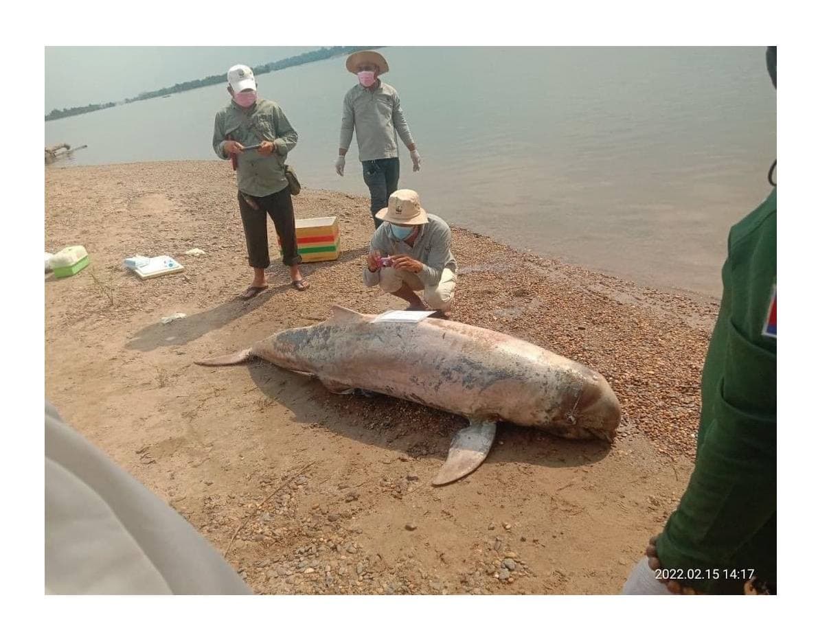 ផ្សោតមួយក្បាលគត់នៅអន្លង់ឈើទាលខេត្តស្ទឹងត្រែងបានប្រទះឃើញស្លាប់នៅថ្ងៃទី១៥ កុម្ភៈ ២០២២។ វាបានធ្លាក់ទម្ងន់ពី២០០គីឡូ មកត្រឹម១០០គីឡូ បន្ទាប់ពីមានរបួសដោយសារជាប់មងនៅផ្នែកកន្ទុយក្នុងអំឡុងខែមករា