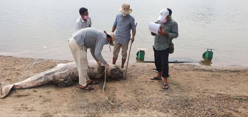 មន្រ្តីនាយកដ្ឋានអភិរក្សជលផល នៃរដ្ឋបាលជលផល មានការសោកស្តាយបំផុត ដែលបានបាត់បង់សត្វផ្សោតចុងក្រោយនៅអន្លង់ឈើទាល នៅជាប់នឹងព្រំដែននៃប្រទេសឡាវ