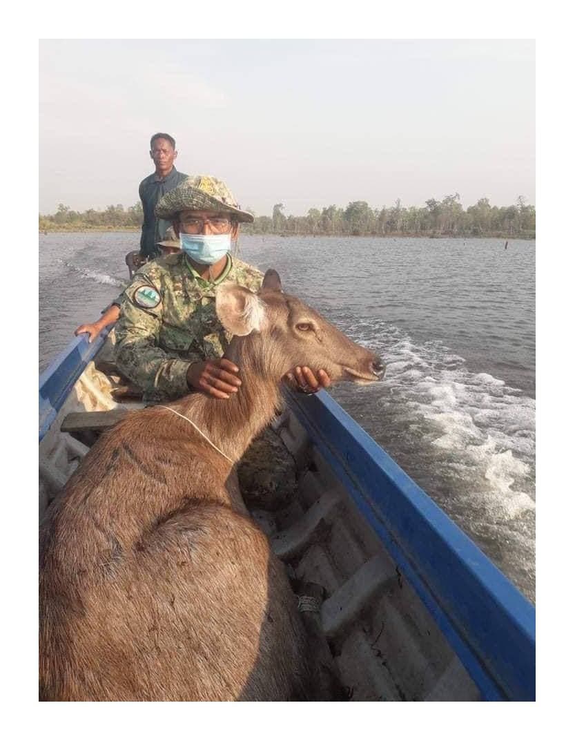 មន្ត្រីឧទ្យានុរក្សប្រចាំស្នាក់ការភ្នំអណ្ដូង សហការជាមួយស្នាក់ការភ្នំរូងដែក ចុះទៅសង្រ្គោះសត្វប្រើសញីមួយក្បាល ជាប់អន្ទាក់បាក់ជើងមុខផ្នែកខាងស្តាំ មានស្នាមឆ្កែខាំភ្លៅខាងក្រោយ នៅចំណុចខាងជើងកោះខ្លុង