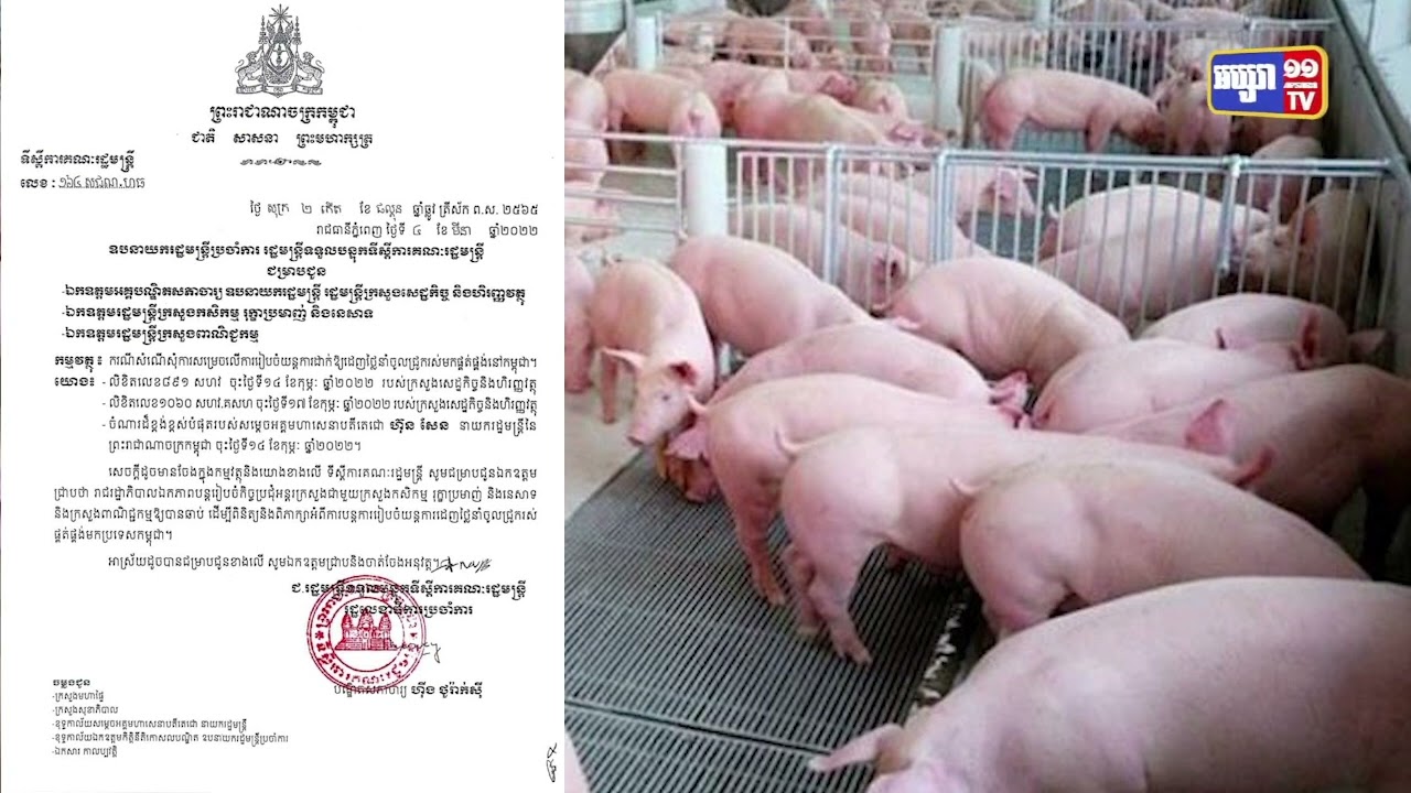រាជរដ្ឋាភិបាលប្រាប់រដ្ឋមន្ត្រី៣ក្រសួងរៀបចំយន្តការដេញថ្លៃនាំចូលជ្រូករស់ (Video Inside)