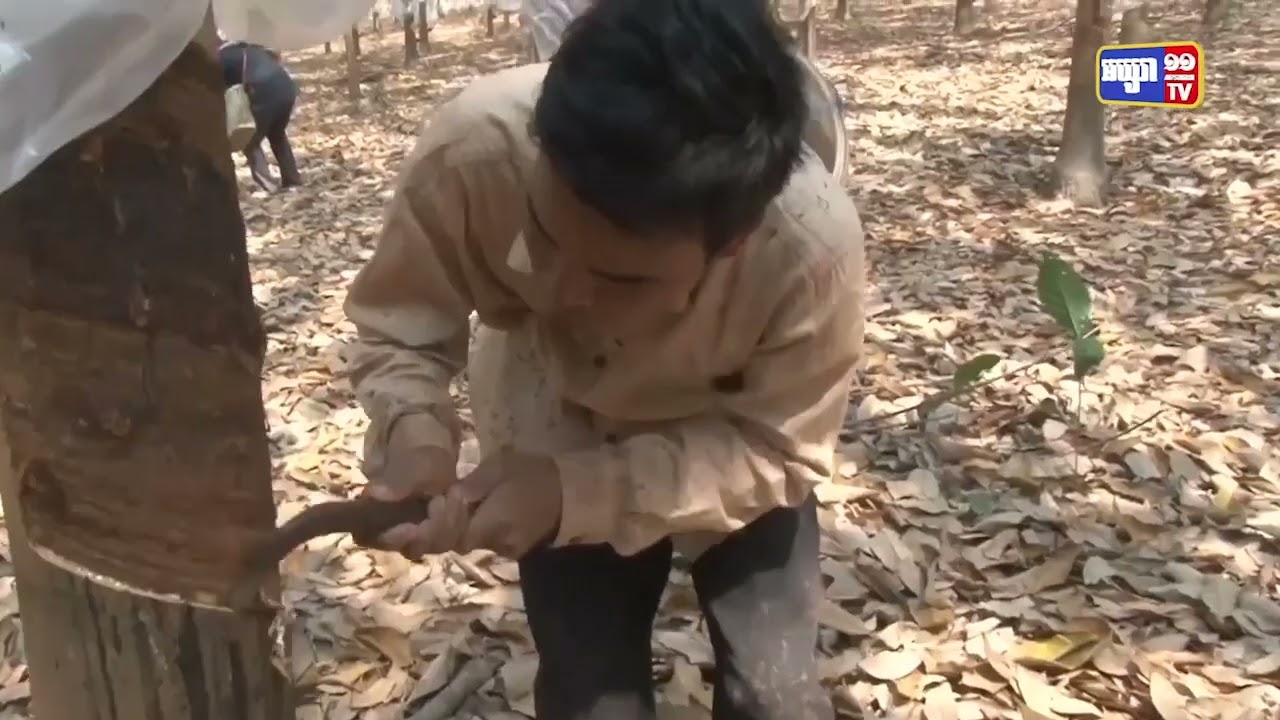 ២ខែរកចំណូលពីកៅស៊ូបានជាង៧៧លានដុល្លារ (Video Inside)