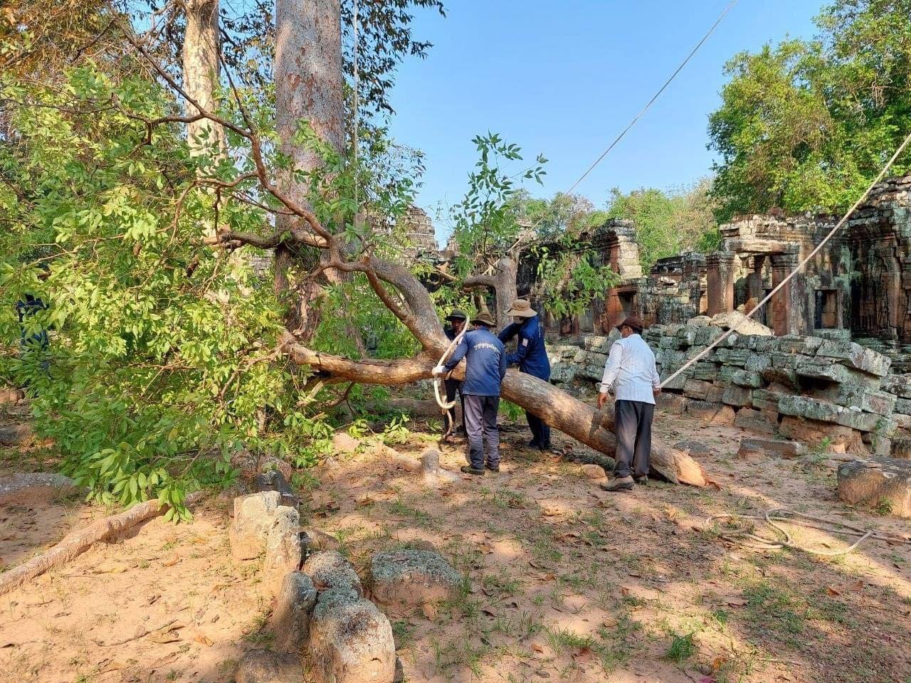 អាជ្ញាធរជាតិអប្សរា កំពុងកាត់ក្រី និងដកហូតដើមឈើមានហានិភ័យខ្ពស់នៅបរិវេណប្រាសាទបន្ទាយក្តី