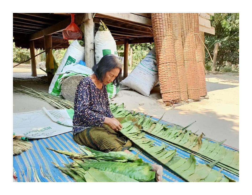 ស្លឹកឃុនមា តែងត្រូវប្រជាជនយកទៅប្រក់ដំបូលផ្ទះ ឬធ្វើជាជញ្ជាំង