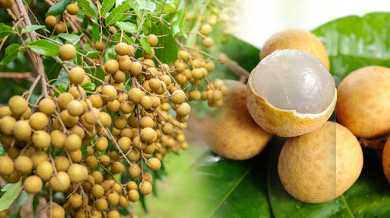 រយៈពេលមួយខែ ឬពីរខែខាងមុខនេះ កម្ពុជារំពឹងនឹងអាចនាំផ្លែមៀនប៉ៃលិនទៅកាន់ទីផ្សារចិនដោយផ្ទាល់បាន