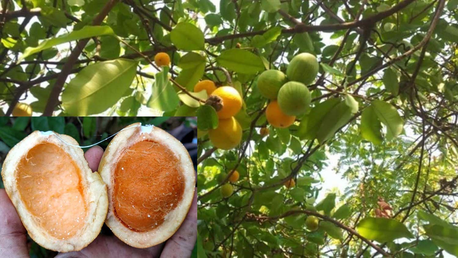 គុយ ជាលតាជាតិមួយប្រភេទ ដែលដុះតោងដើមឈើធំៗ ក្នុងព្រៃក្រាស់