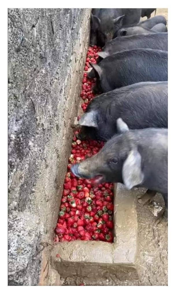 ជ្រូកកាលីប 🐷