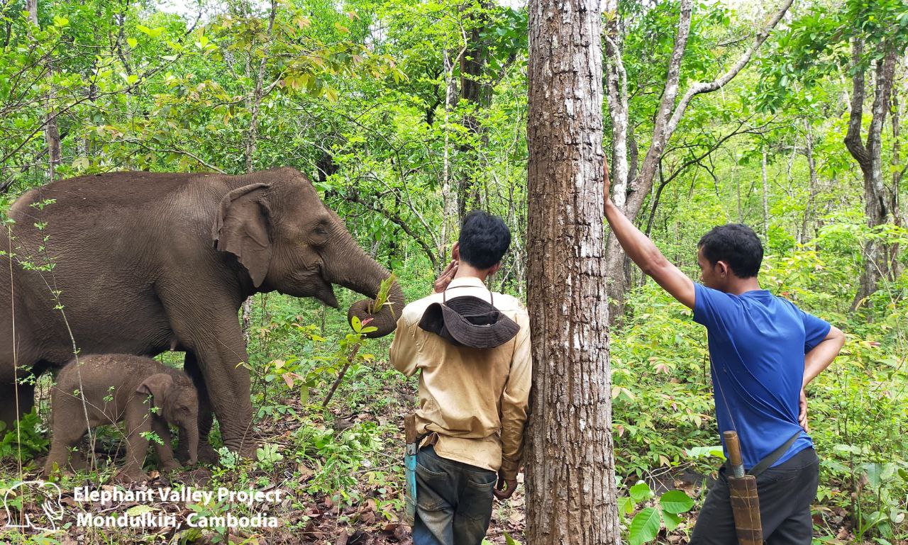 ដំរីស្រុកញីមួយក្បាលដែលដំរីព្រៃឈ្មោលចេញមក កៀង ចូលទៅក្នុងព្រៃកាលពីពីរឆ្នាំមុន ឥឡូវនេះដំរីញីនេះ កើត បានកូនដំរីមួយក្បាល