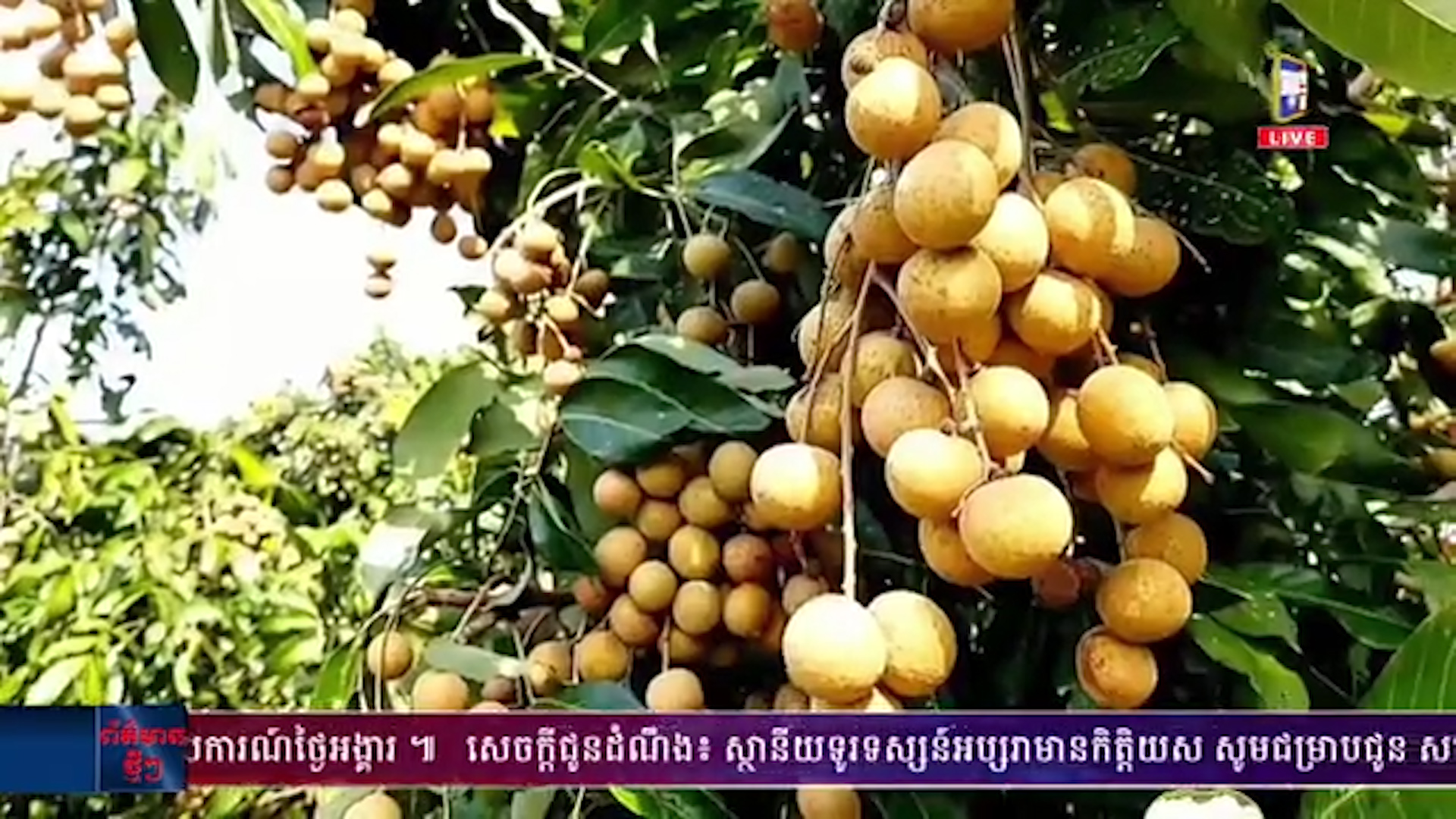 កម្ពុជាមាន ផ្ទៃដីដាំមៀនប៉ៃលិន ប្រមាណ៨ពាន់ហិកតា, ខណៈបច្ចុប្បន្ន  កសិកររង់​ចាំ​នាំចេញផ្លែមៀនដោយផ្ទាល់ទៅទីផ្សារចិន  ជាមួយនឹងពិធីសារលក្ខ​ខណ្ឌតម្រូវ​ភូតគាមអនាម័យ ចូលជាធរមាន (មានវីដេអូ)