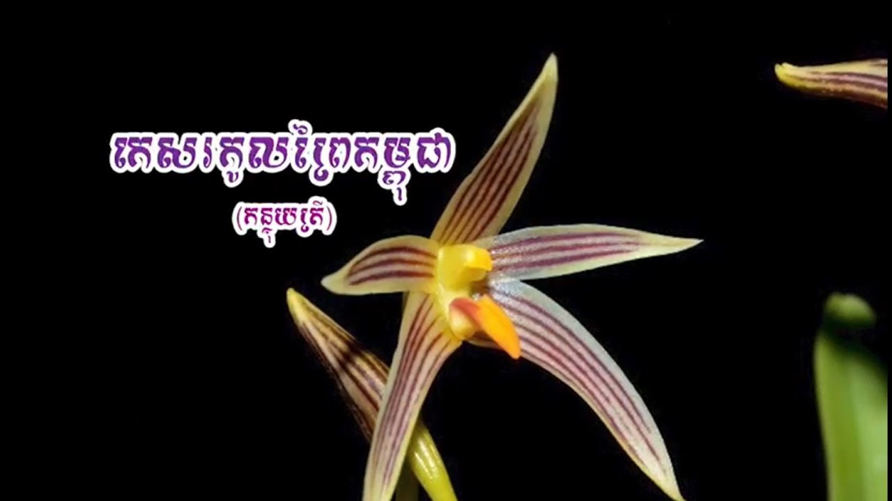 កេសរកូលព្រៃកម្ពុជា (កន្ទុយត្រី)