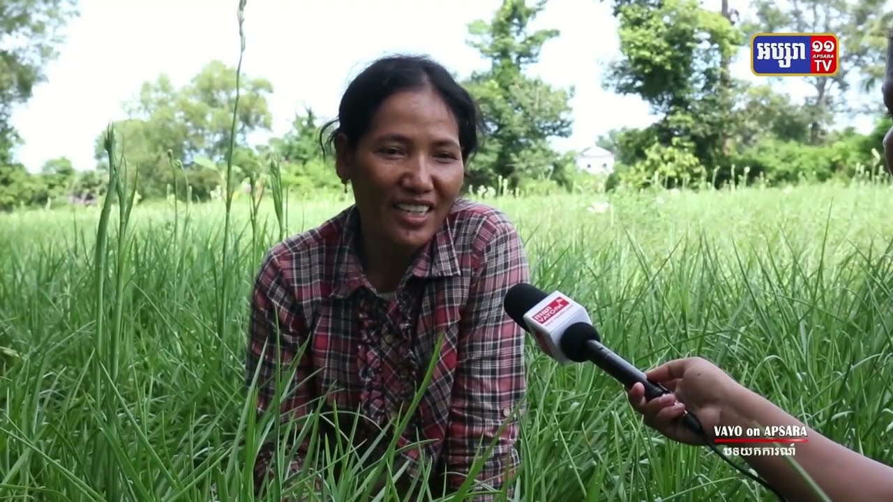 បទយកការណ៍បង្ហាញពី “របរដាំផ្កាចន្ទផ្តល់ចំណូល តាមរយៈការប្រមូលផលមួយខែ៤ដង” (Video Inside)
