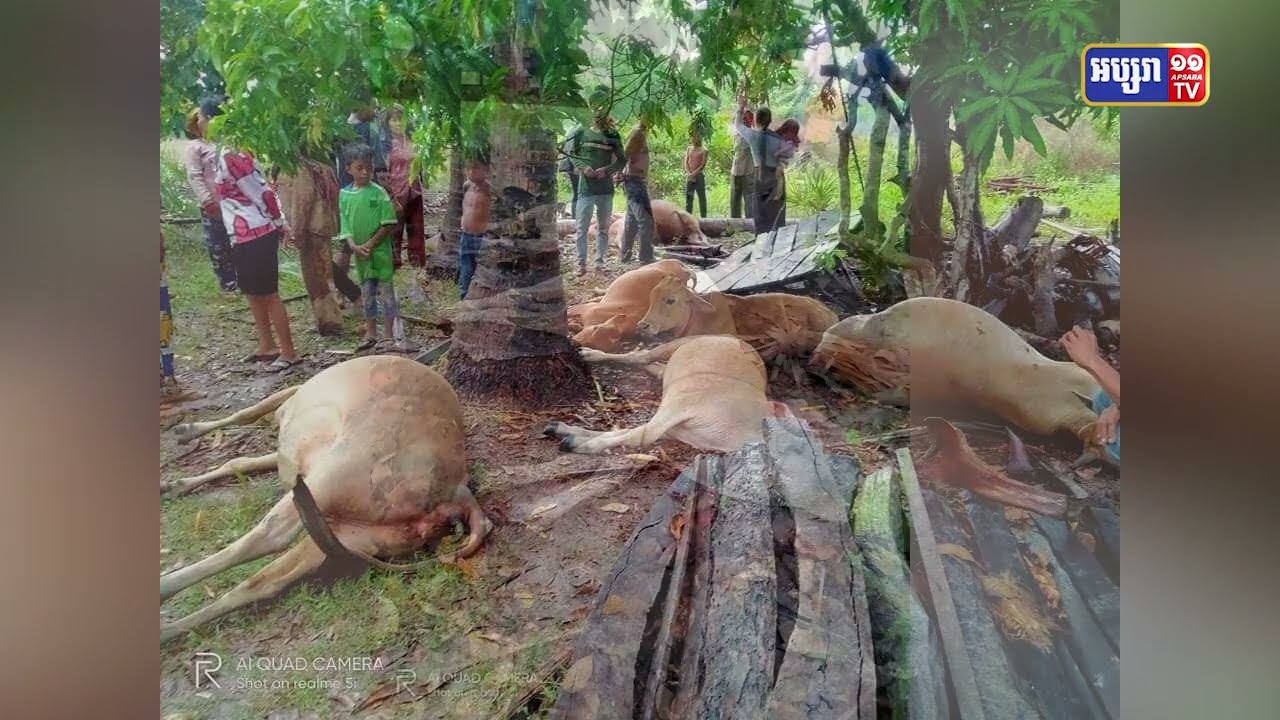 រន្ទះបាញ់សម្លាប់គោ៨ក្បាលនៅកំពង់ធំ (Video Inside)