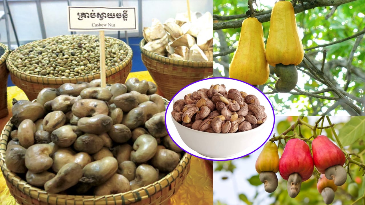បីខែដើមឆ្នាំ កម្ពុជានាំចេញគ្រាប់ស្វាយចន្ទី ជាង២៧ម៉ឺនតោន