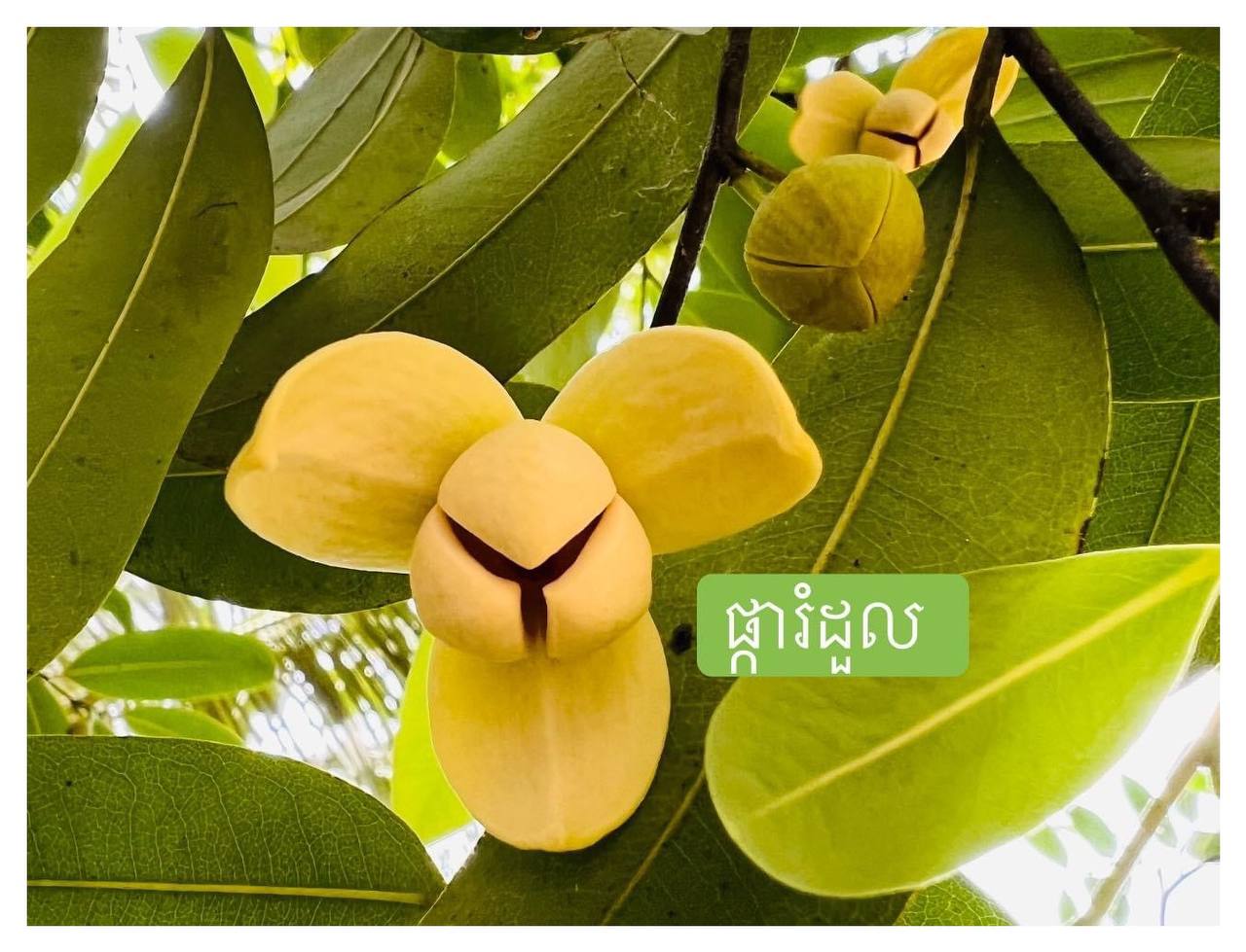 ចេញផ្កាហើយ ចេញផ្លែ! កុំបោះបង់ក្តីសង្ឃឹម
