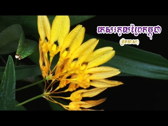 កេសរកូលព្រៃកម្ពុជា (ផ្លិតមាស)