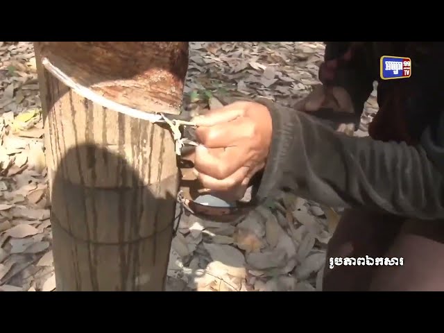 ៣ខែនាំកៅស៊ូចេញលក់បានជិត១០០លានដុល្លារ (Video Inside)