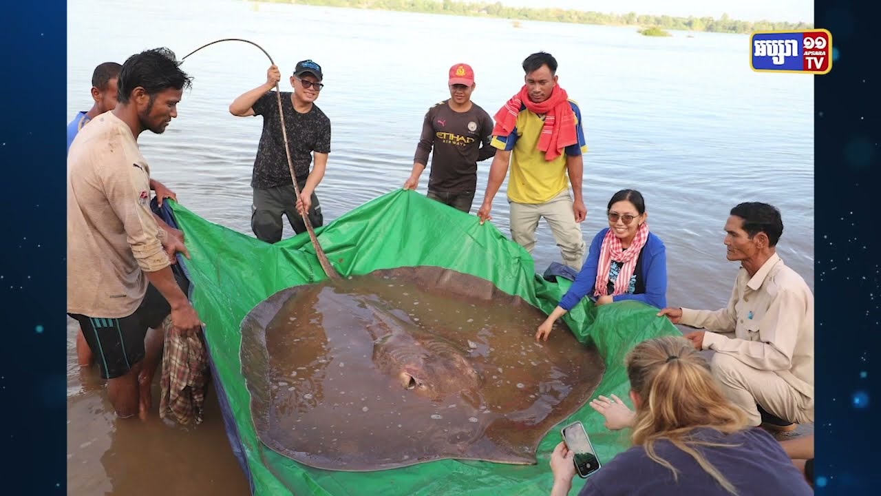 ដោះលែងត្រីបបែលយក្សទម្ងន់ជាង១៨០គីឡូនៅស្ទឹងត្រែង (Video Inside)