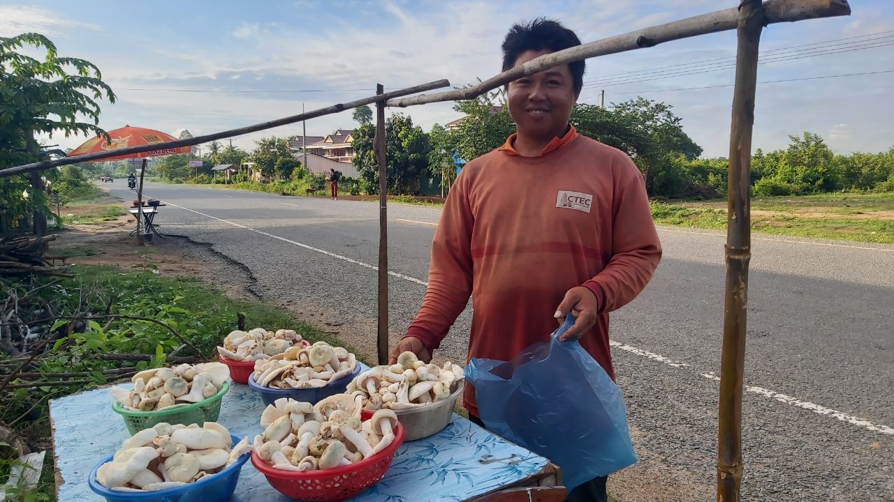 ពលរដ្ឋនៅឃុំអមលាំង ស្រុកថ្ពងខេត្តកំពង់ស្ពឺ ដកផ្សិតលក់គ្រាន់ដោះស្រាយជីវភាពគ្រួសារ