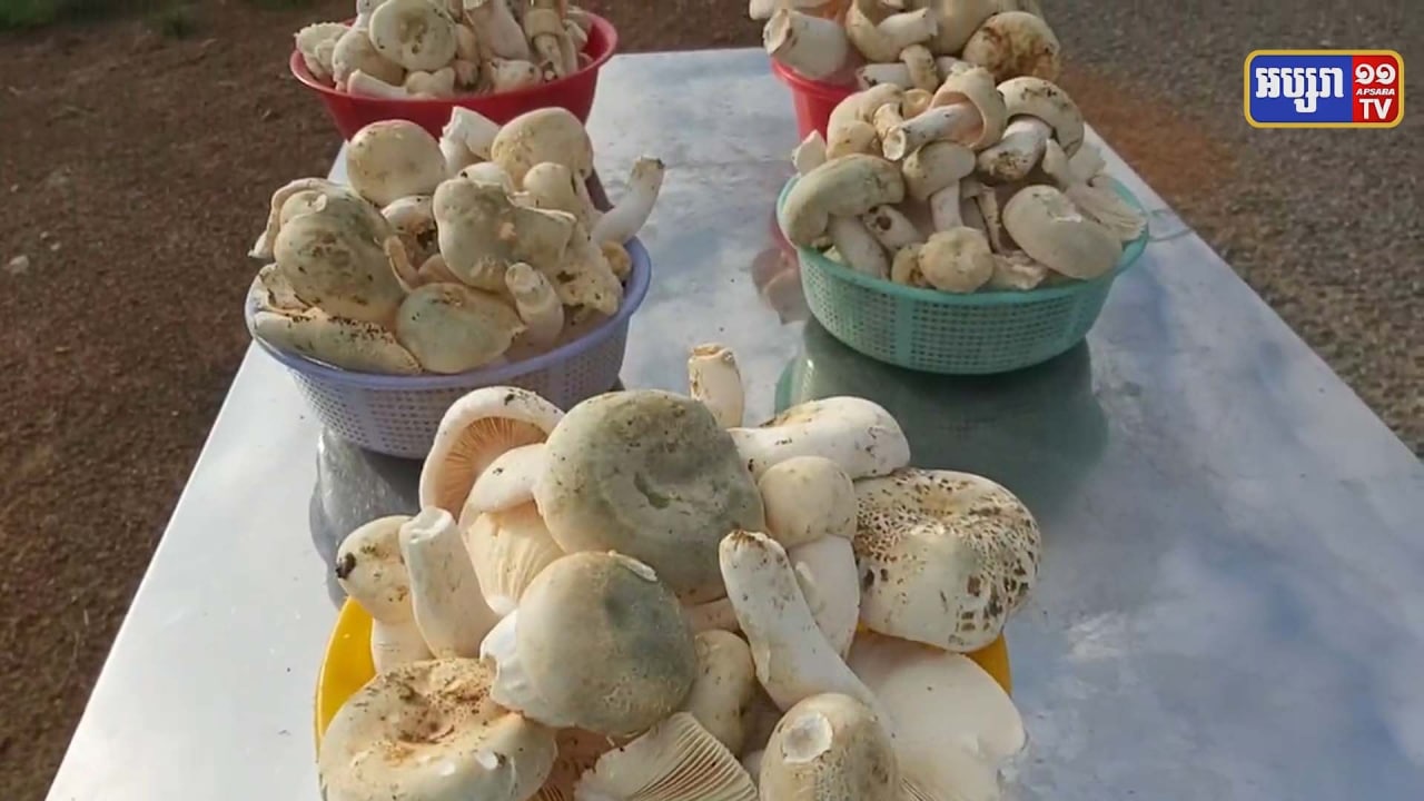 ពលរដ្ឋនៅឃុំអមលាំង ស្រុកថ្ពង ខេត្តកំពង់ស្ពឺ ប្រកបរបរដកផ្សិតលក់ ដើម្បីរកប្រាក់ចំណូលដោះស្រាយជីវភាពគ្រួសារ