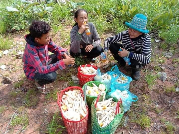 ប្រជាពលរដ្ឋសហគមន៍វាលកំបោរ ដកផ្សិតព្រៃលក់ក្នុងមួយថ្ងៃបានចាប់ពី ៥០០ ទៅ ១.០០០ គីឡូក្រាម