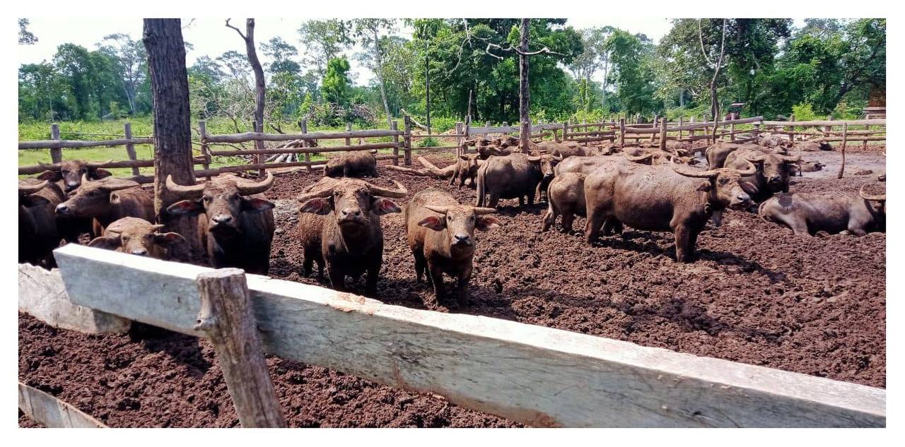 ក្នុងមួយឆ្នាំ គោរបស់គាត់កើនឡើងប្រមាណជា ៤០-៥០ ក្បាល ឯក្របីកើនឡើងប្រមាណជា ១០ក្បាល
