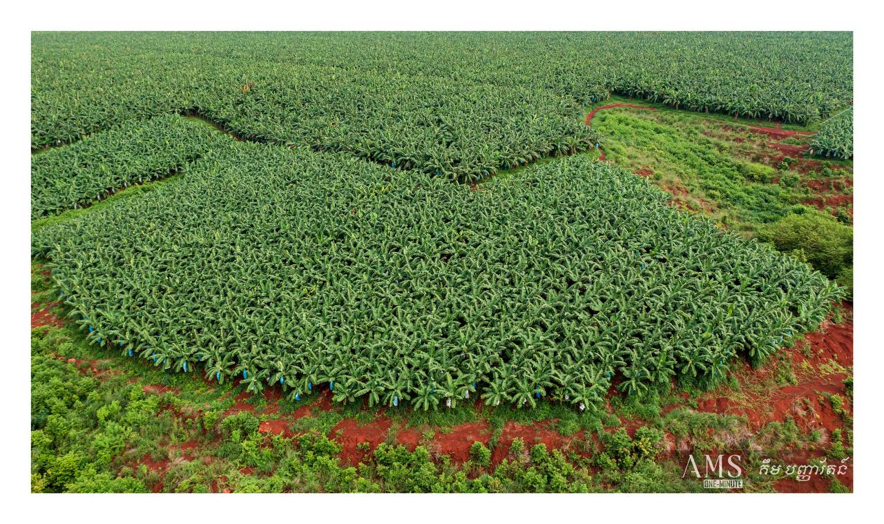 នៅចំការលើ កំពង់ចាម