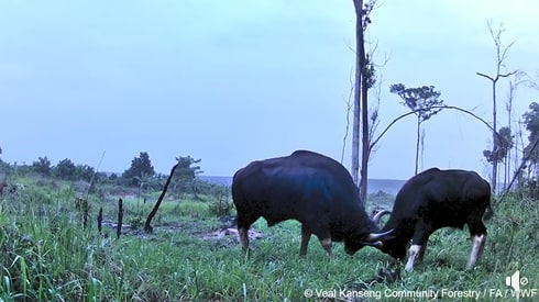ប្រទះឃើញសត្វខ្ទីងចំនួន ៥ក្បាលនៅសហគមន៍វាលកន្សែង ក្នុងខេត្តក្រចេះ