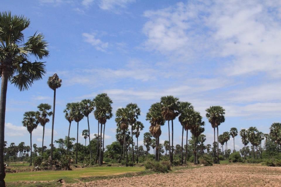 មន្រ្តីសមាគមស្ករត្នោតកំពង់ស្ពឺរំពឹងថា ការផលិតស្ករត្នោតនឹងឈានដល់១០០តោននៅពេលខាងមុខ បើទោះជាមានបញ្ហាអាកាសធាតុ